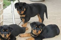 Gezonde Rottweiler puppies voor uw huis